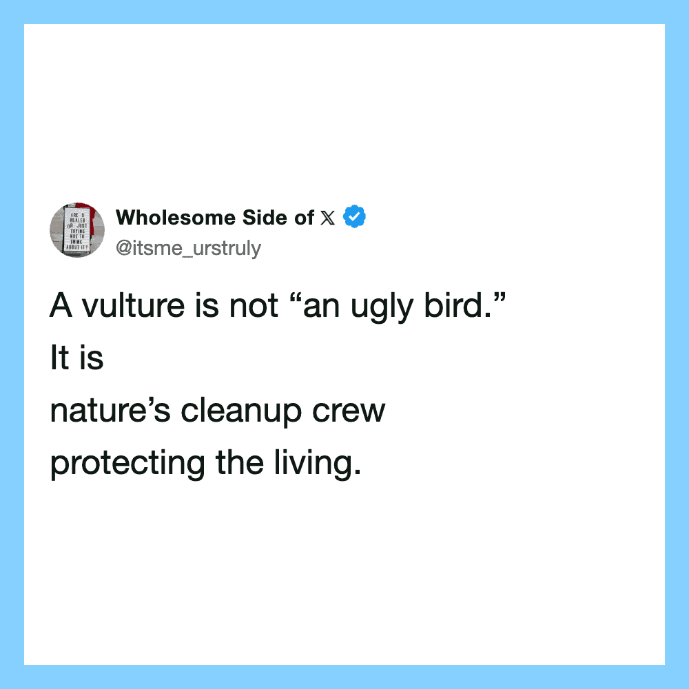 A vulture is not an ugly bird. It is nature's cleanup crew protecting the living.