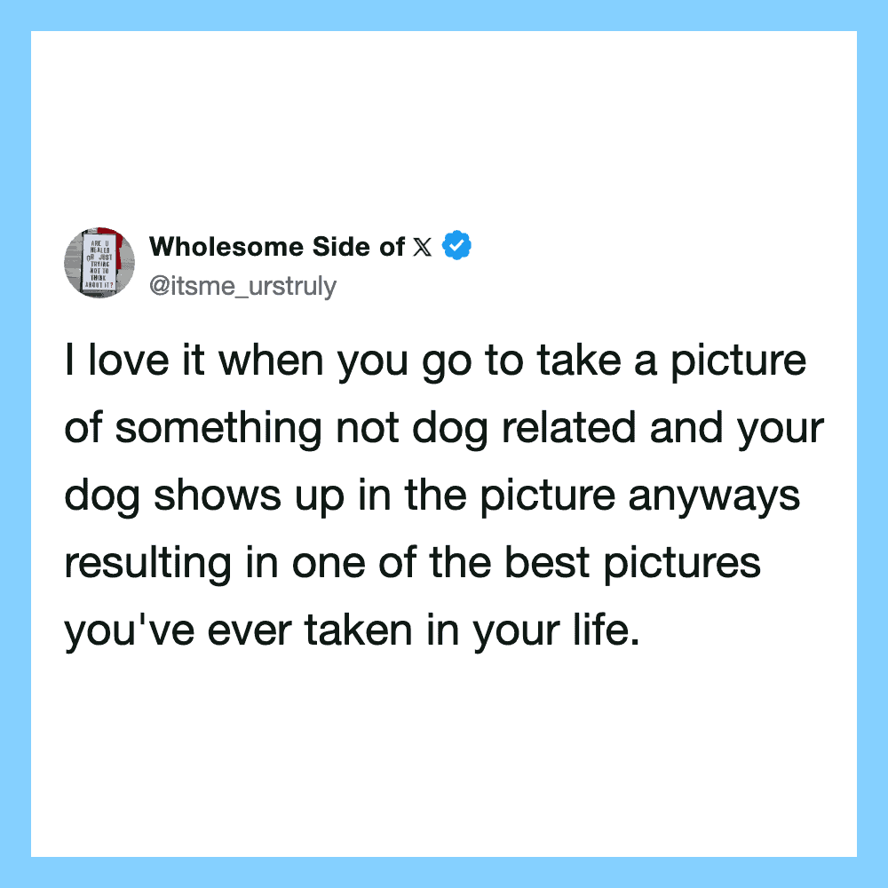 A tweet from Wholesome Side of X about taking pictures of non-dog related things.