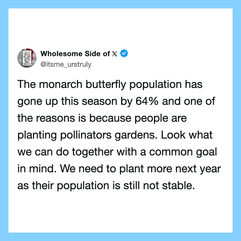 Wholesome Side of X: Monarch butterfly population up 64% due to pollinator gardens.