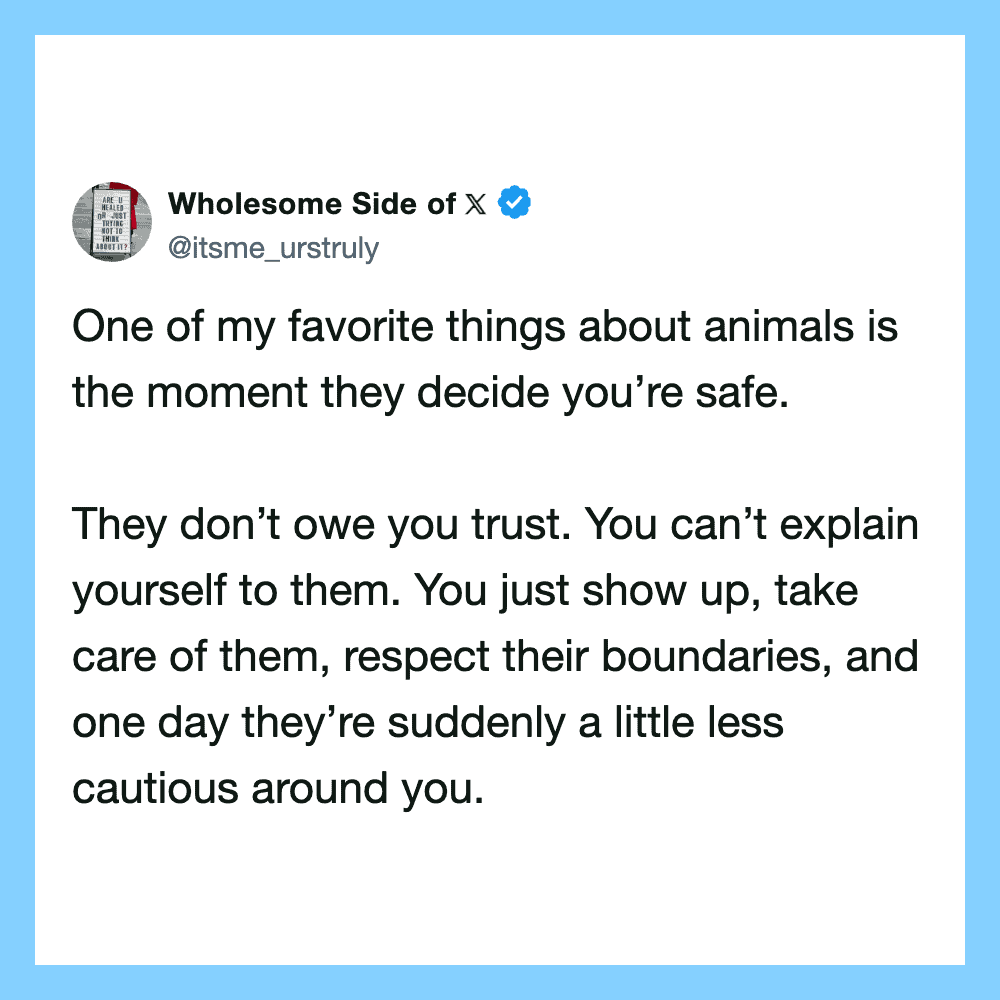Quote about animals and trust from Wholesome Side of X.