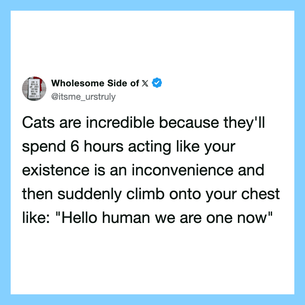 Cats act like humans, climbing on your chest and acting like your existence is an inconvenience.