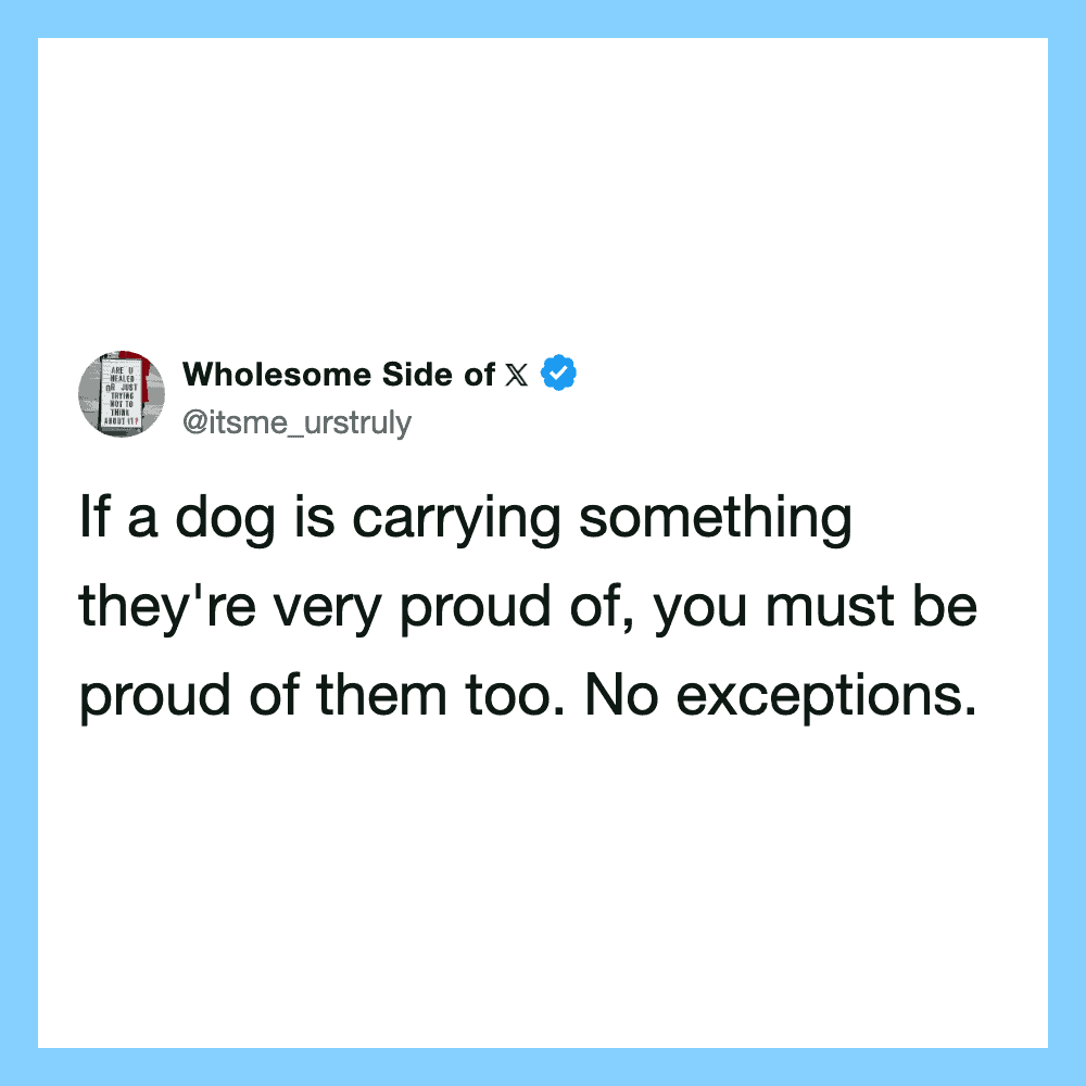 Quote about dogs carrying things and being proud of them from Wholesome Side of X.
