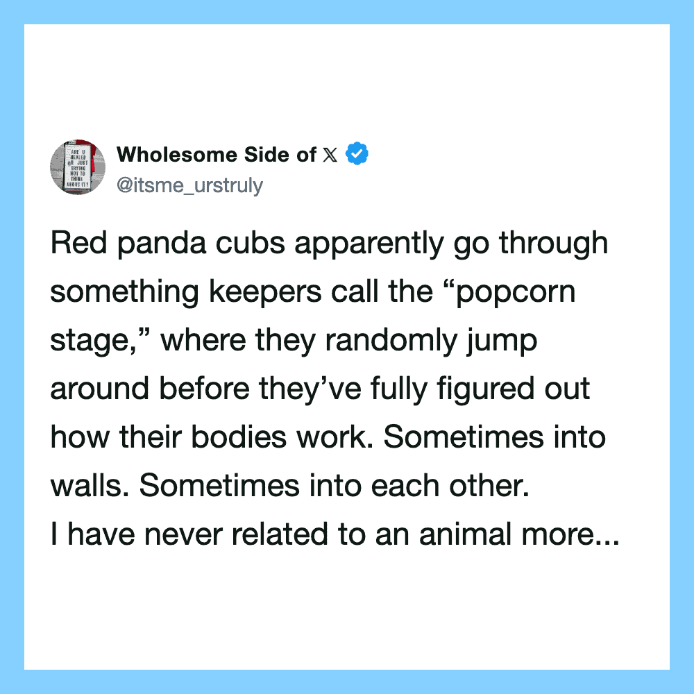 Red panda cubs jumping around in a playful scene.