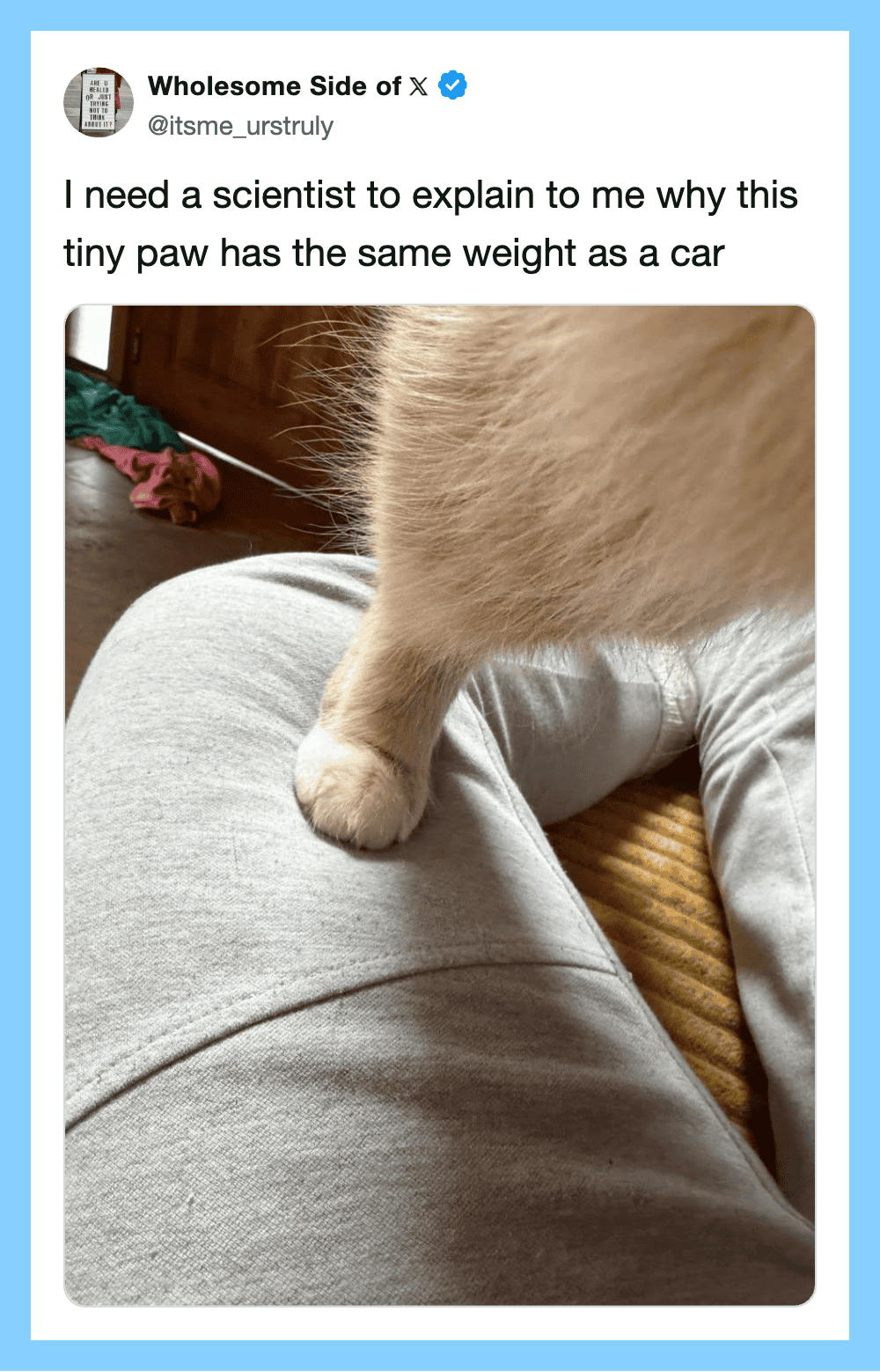 Close-up of a tiny paw on a person's lap, with a caption about its weight.