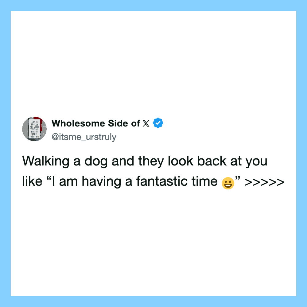 Walking a dog and they look back at you like I am having a fantastic time.