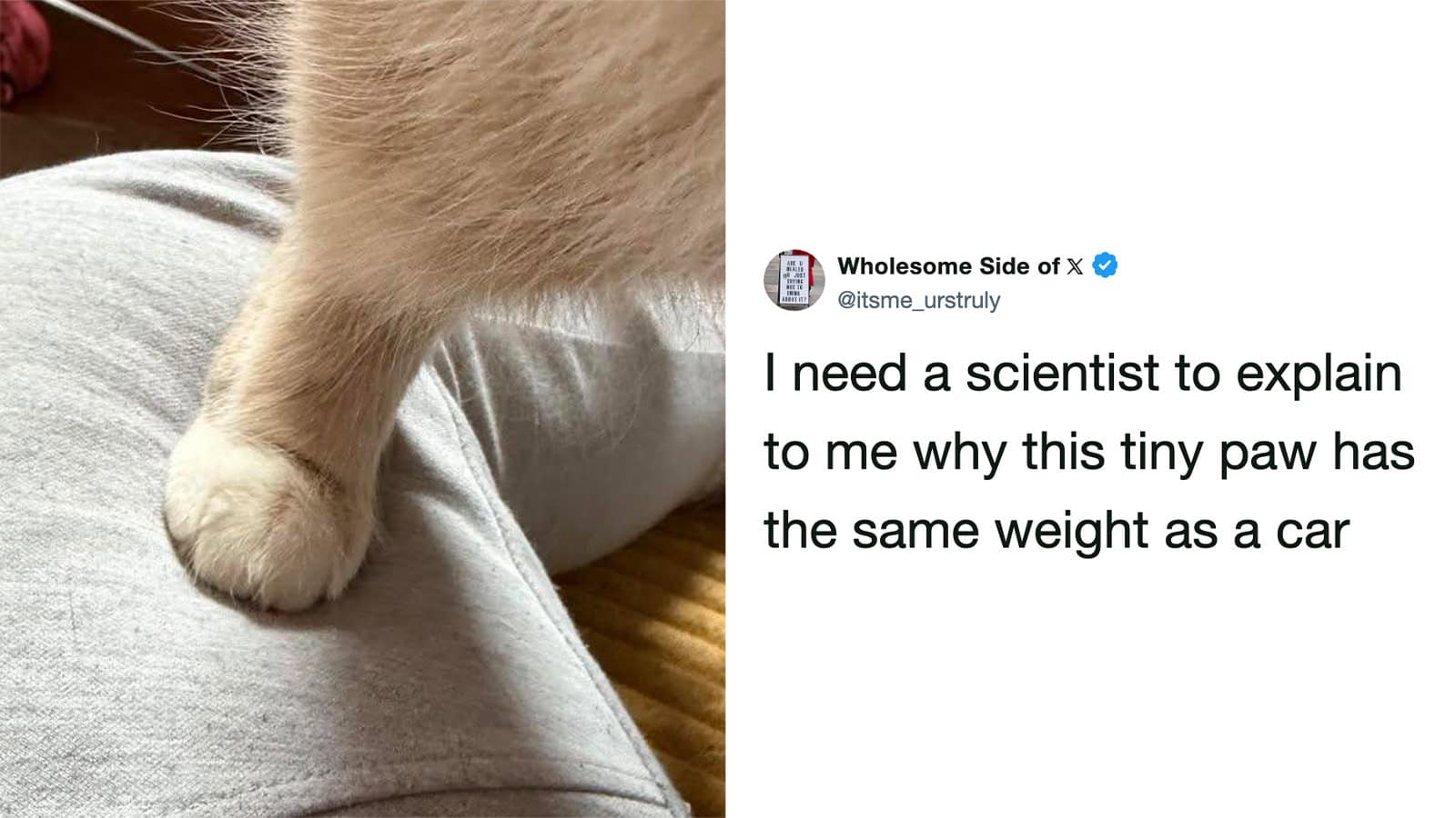 Close-up of a tiny paw on a person's leg, with a tweet about a tiny paw's weight.