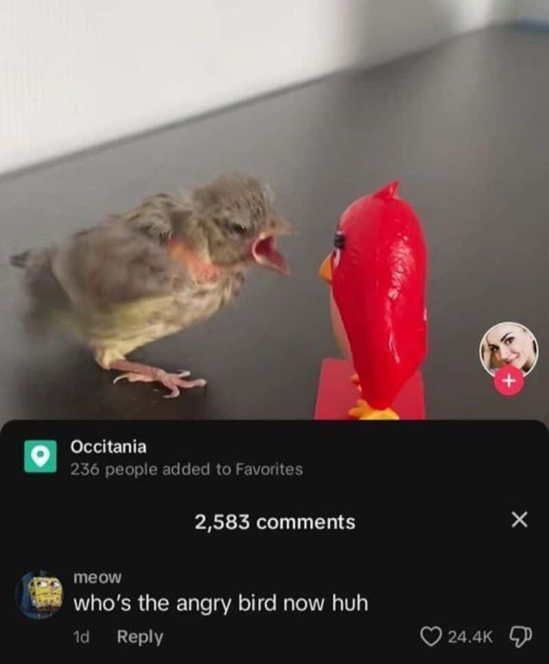 Young bird appears angry at red toy bird on table.