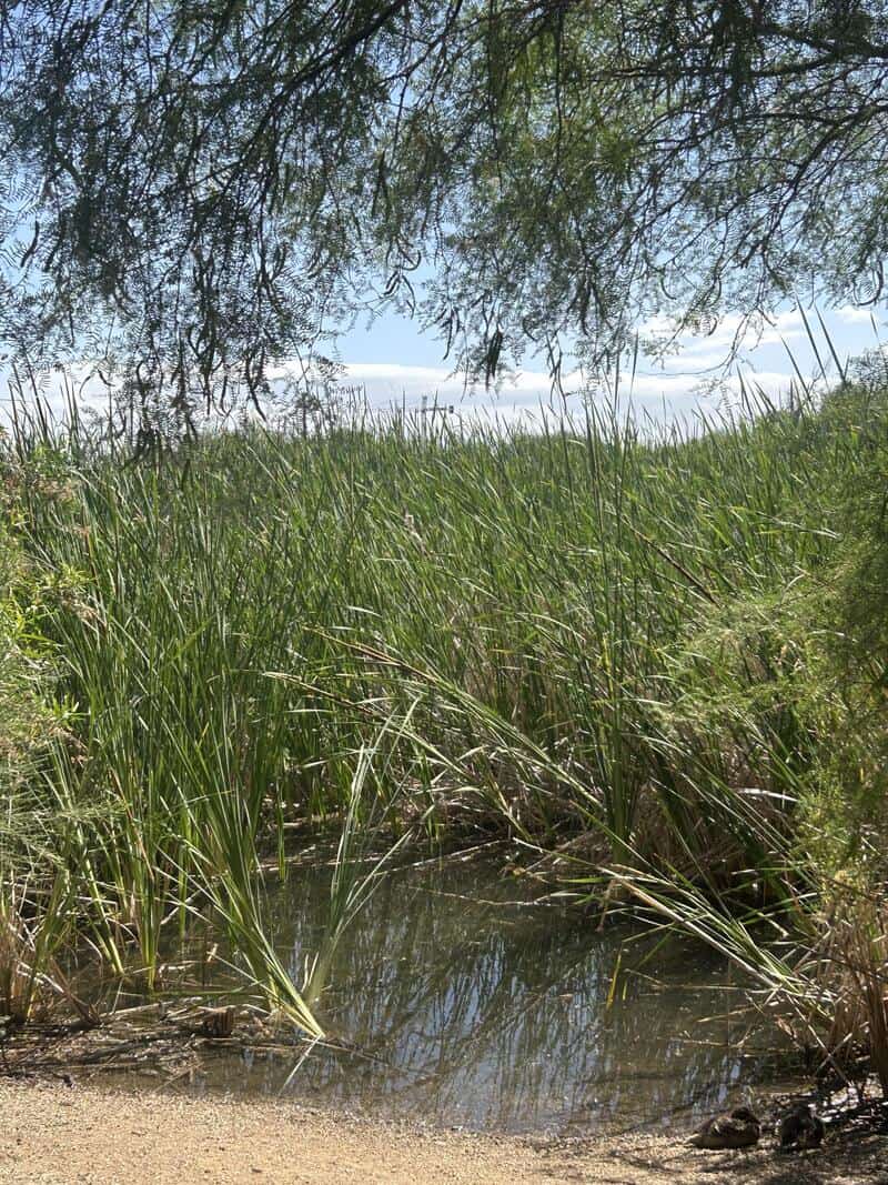 A small pond surrounded by tall grass and trees, with a clear sky above.