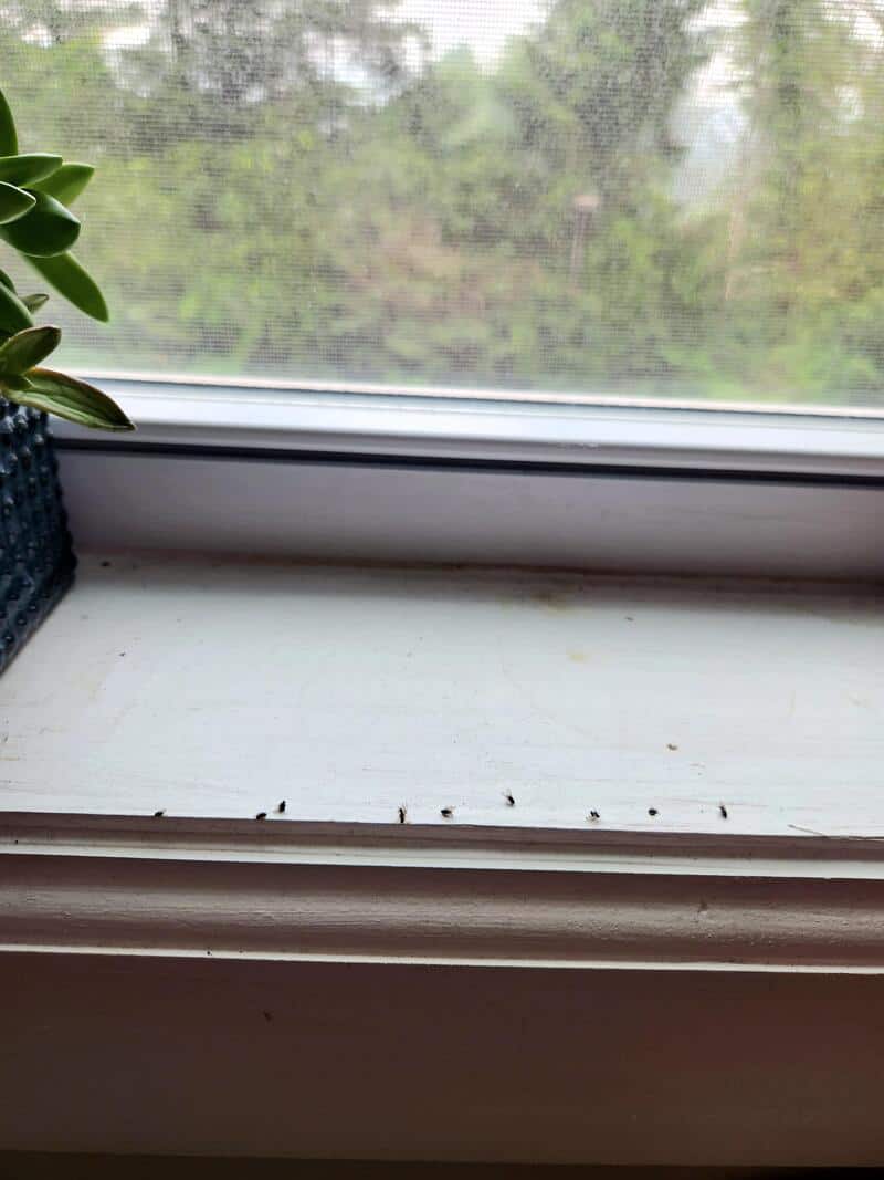 Dirty window sill with insects and a potted plant on the left.