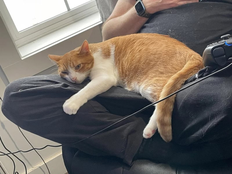 Orange and white cat lying on a person's lap near a window.